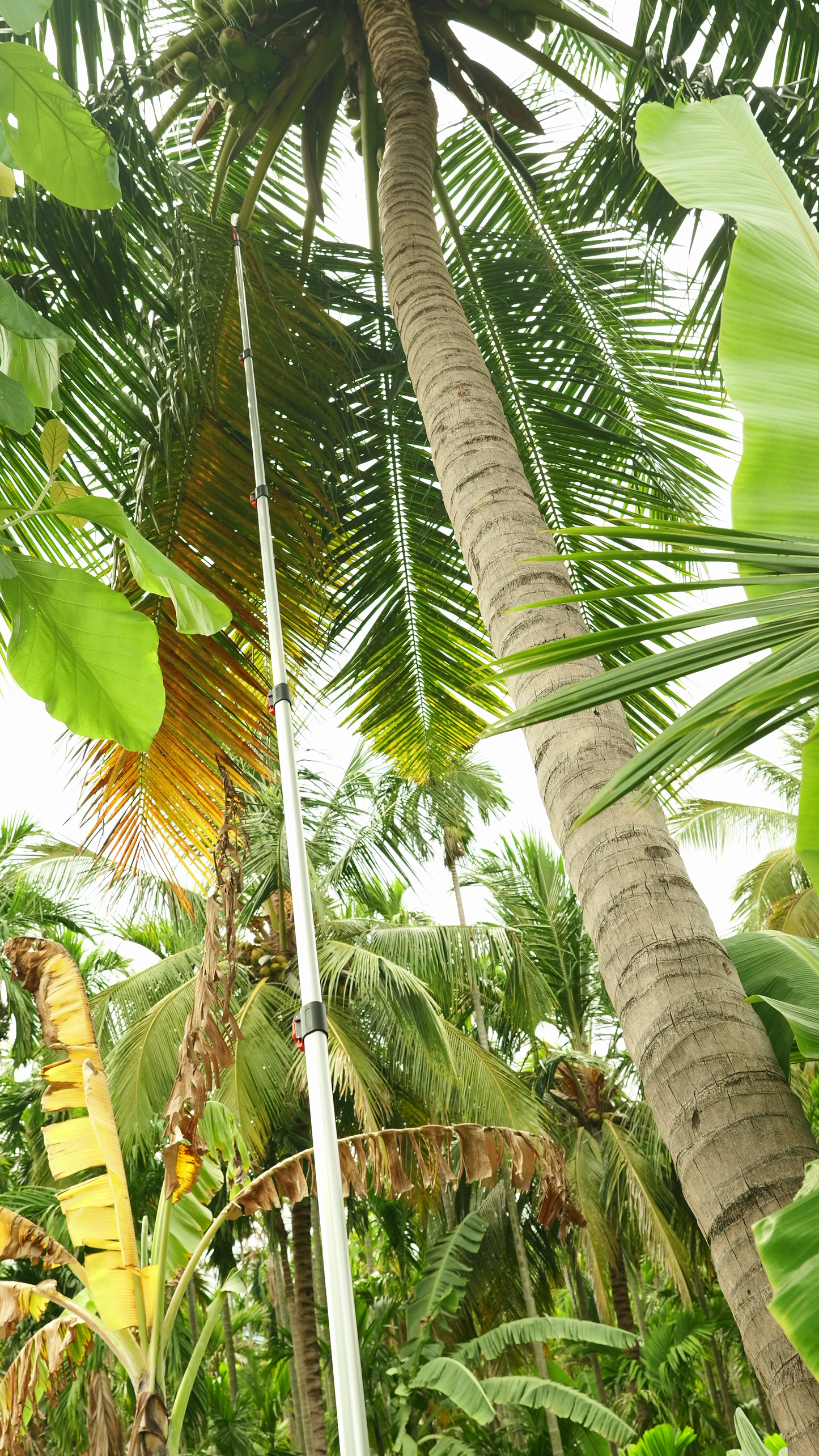 25 Feet Tree Pruner | Long Reach Coconut Tree Branch Cutter