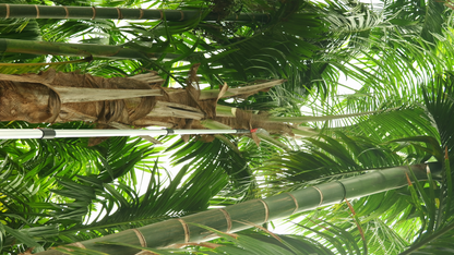25 Feet Tree Pruner | Long Reach Coconut Tree Branch Cutter