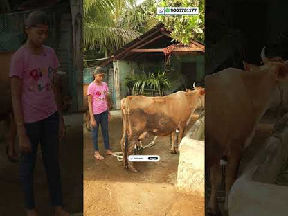 Portable Electric Milking Machine for 1–5 Cows | Stainless Steel Milking Machine
